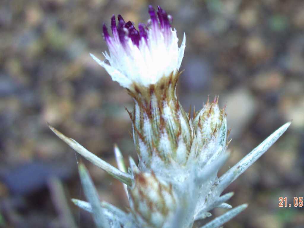 Centaurea horrida / Fiordaliso spinoso